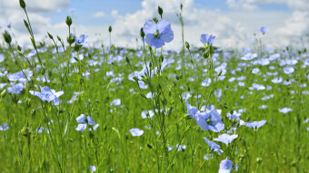Linblommor
